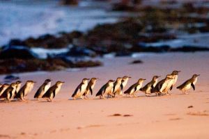 Phillip Island Penguin Parade Entry and Express Shuttle from Melbourne - Accommodation VIC