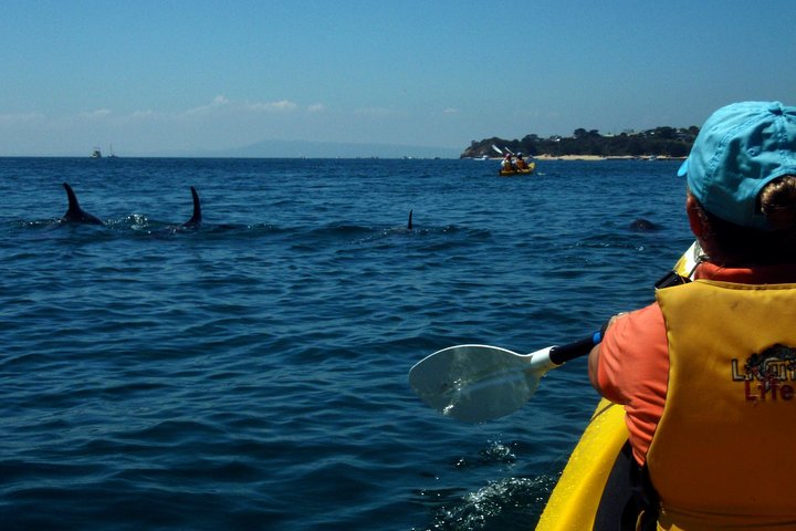 Mornington Peninsula Kayak Coastline Tour of Dolphin Sanctuary - Accommodation VIC